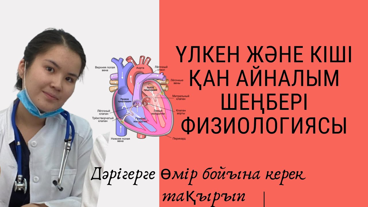 Үлкен және кіші қан айналым шеңбері қарапайым түсіндірме. Жүрек қан тамыр жүйесі.