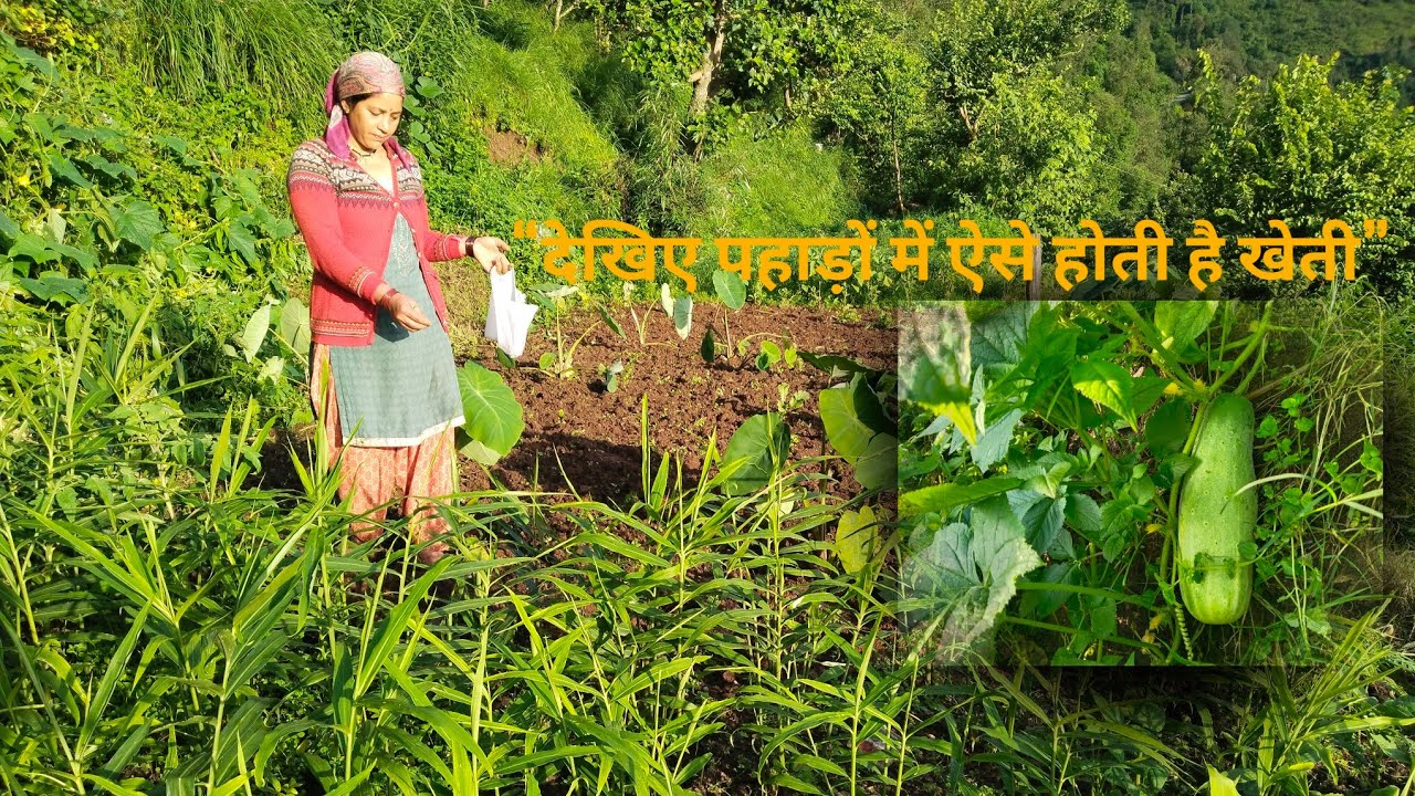 “देखिए पहाड़ों में ऐसे होती है खेती”⛰️
