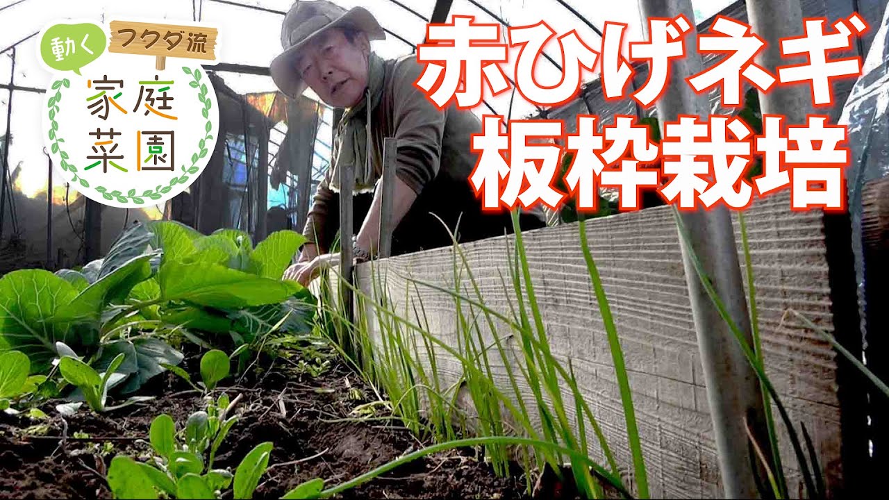 【家庭菜園】「赤ひげ」ネギに挑戦　杉板使い支えて安定