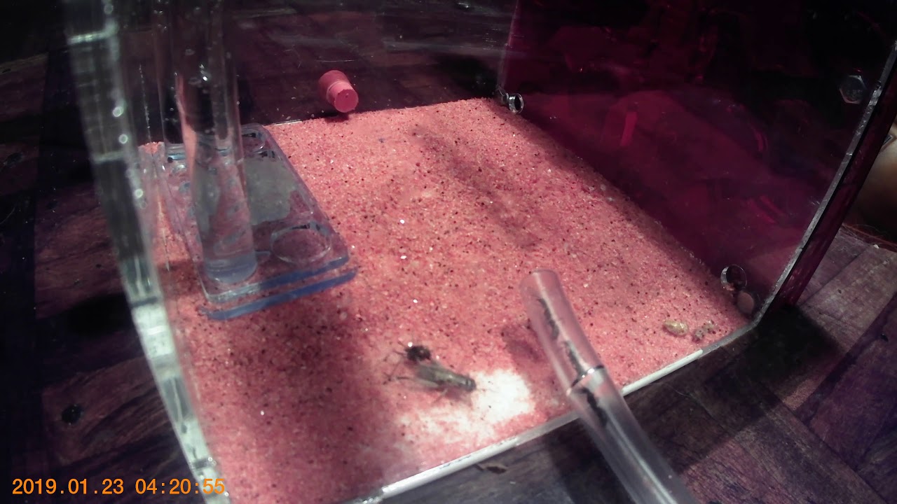 Diacamma Rugosum cazando grillo