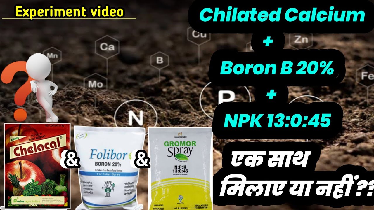 Chelated Calcium + Boron B20% + NPK - 13:0:45 | Experiment Video Agriculture