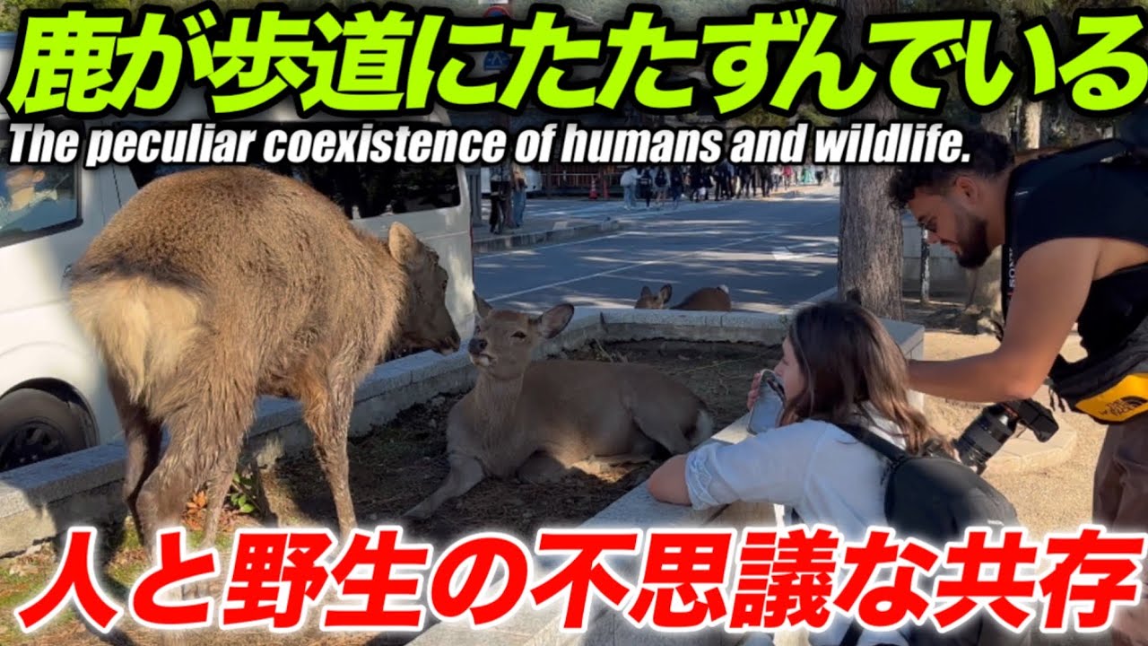 奈良公園鹿　鹿が歩道にたたずんでいる　人と野生の不思議な共存　The peculiar coexistence of humans and wildlife.