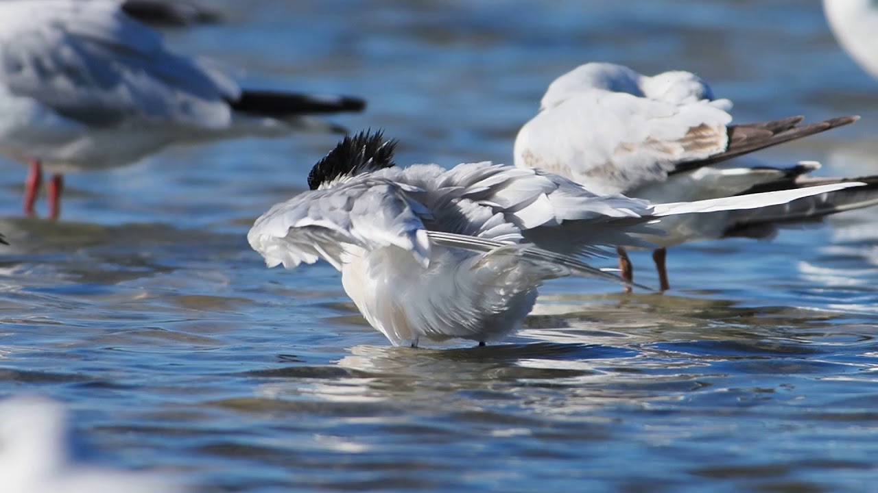 Bird : Sterna sandvicensis ( Sandwich tern - &Chi;&epsilon;&iota;&mu;&omega;&nu;&omicron;&gamma;&lambda;ά&rho;&omicron;&nu;&omicron;)