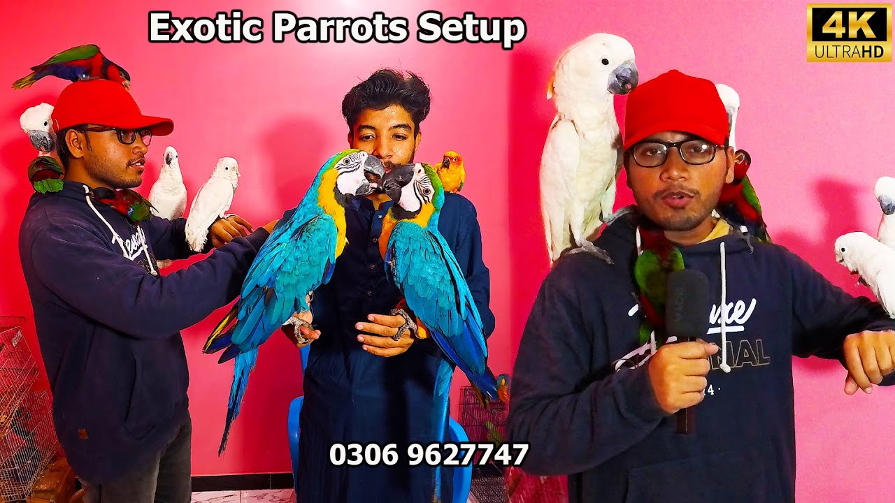 Azeem Exotic Birds and Parrots Setup 2026 Karachi | Unique and Rare Parrots