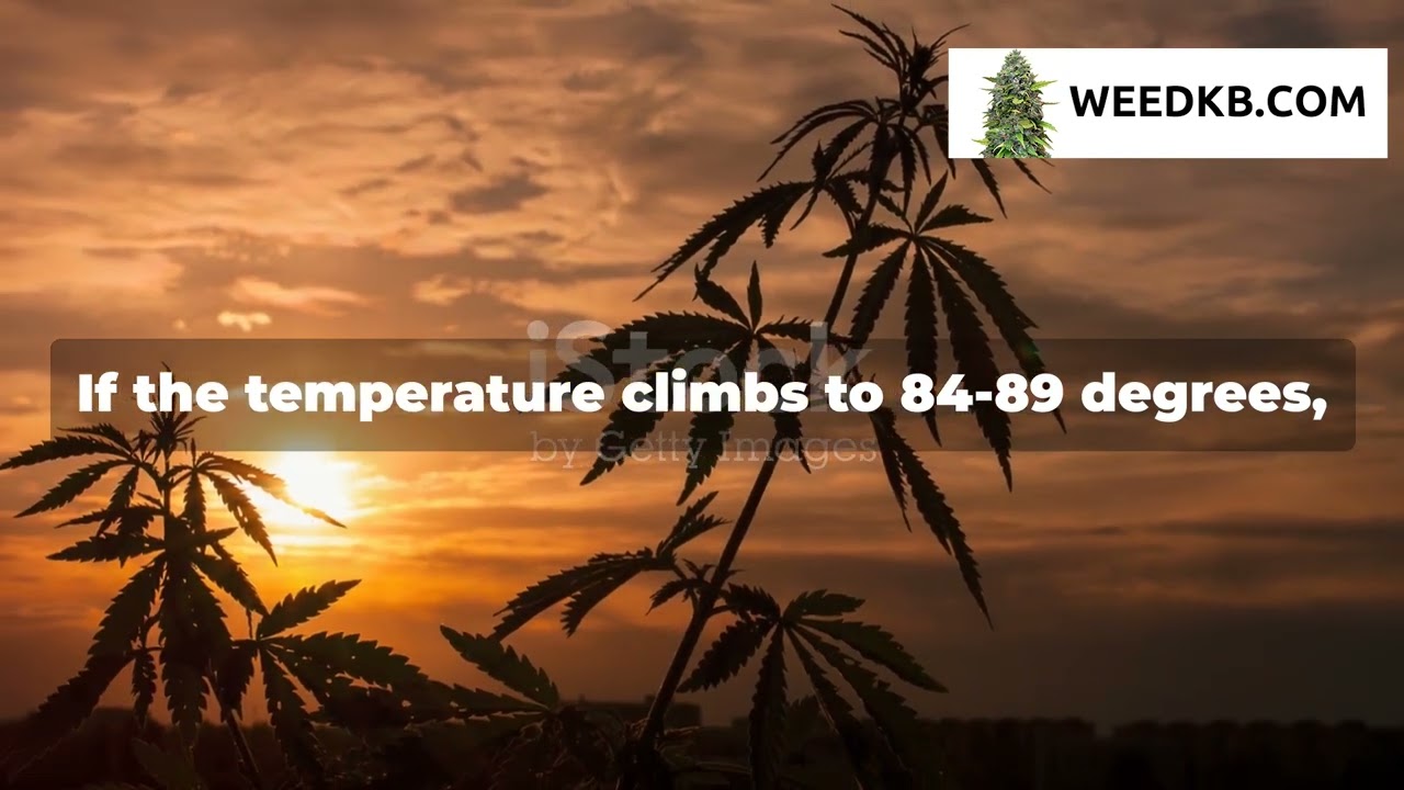 Outdoor Marijuana Growing Temperature