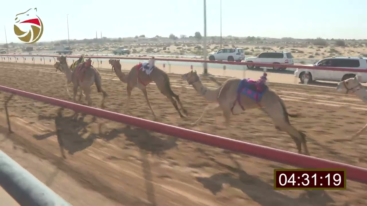 سباق الإيذاع – لهباب 15-02-2026 ش18 وضحى لـ علي سالم علي الكتبي  7:45