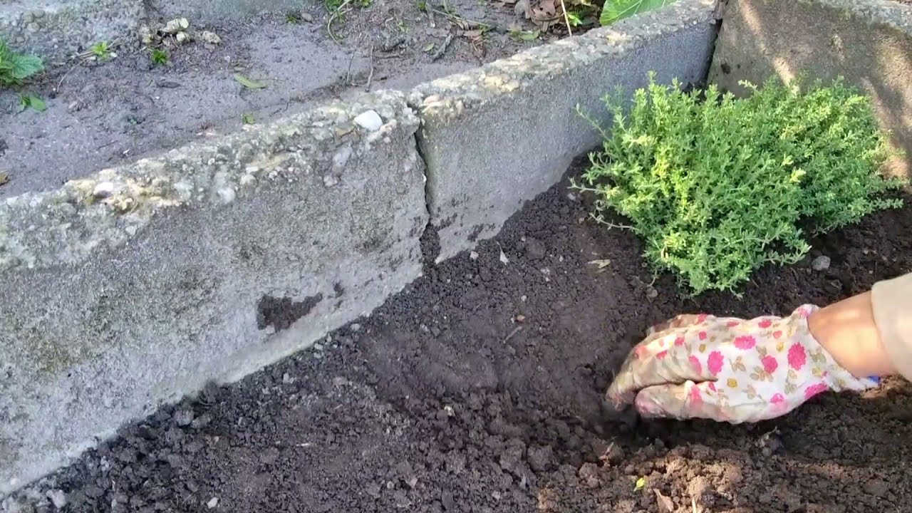 استغليت الوقت والطقس وزرعت بقدونس وخس وزعتر وورد🙆‍♀️  يومي الزراعي والعناية بالزرع