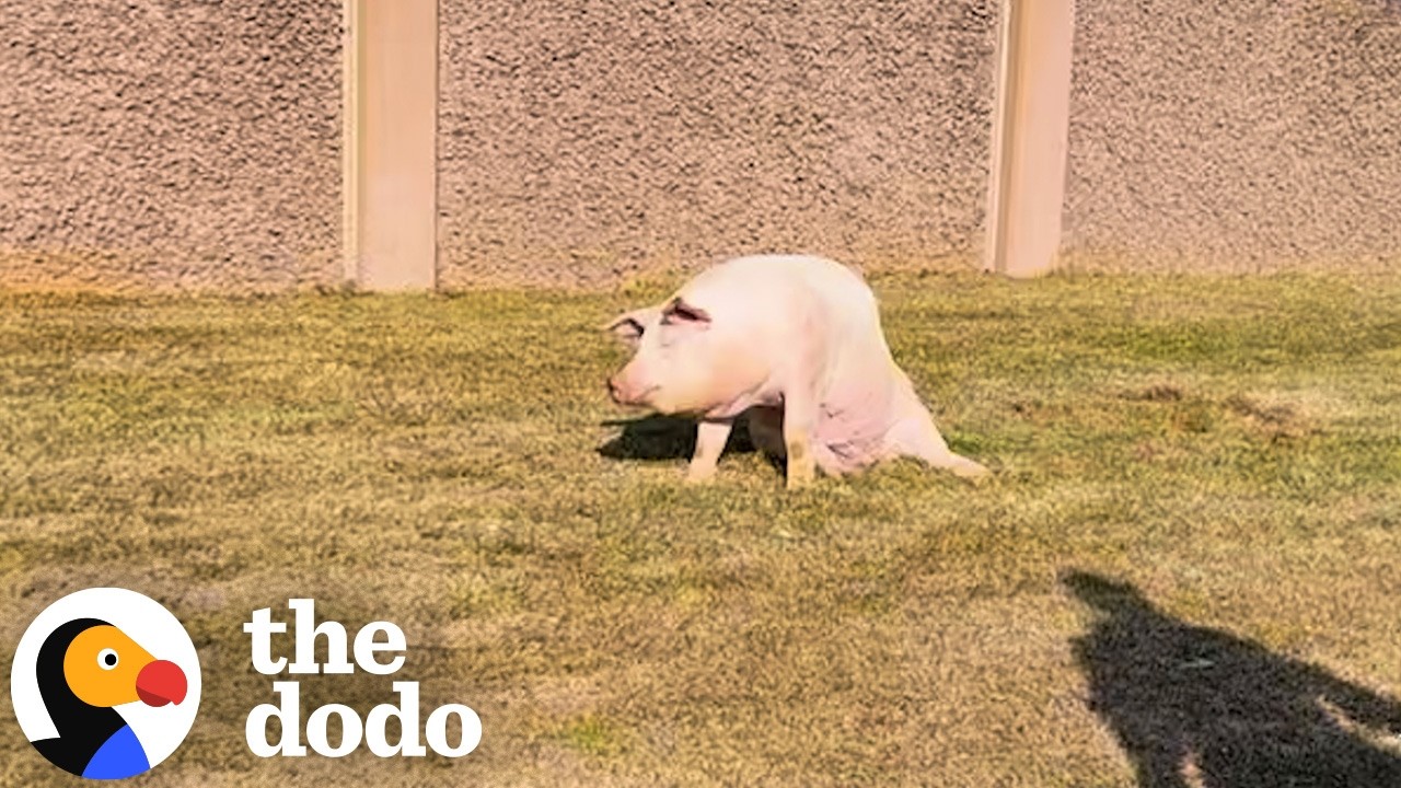 Свинья останавливает движение на шоссе, чтобы спасти свою жизнь | The Dodo