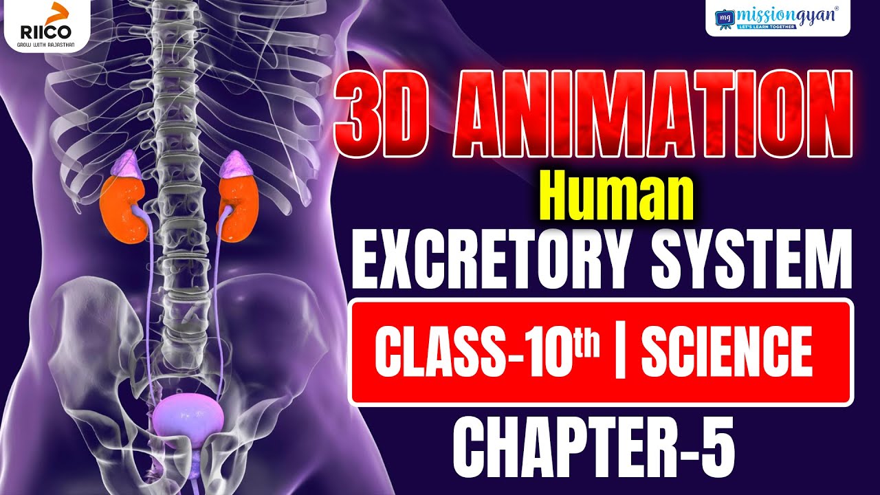 Excretory System Animation Class 10 | Human Excretory System 3D Animation