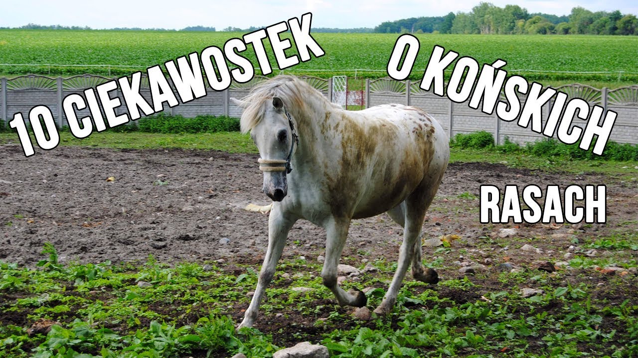 10 ciekawostek o końskich rasach /by ATTACCAMA