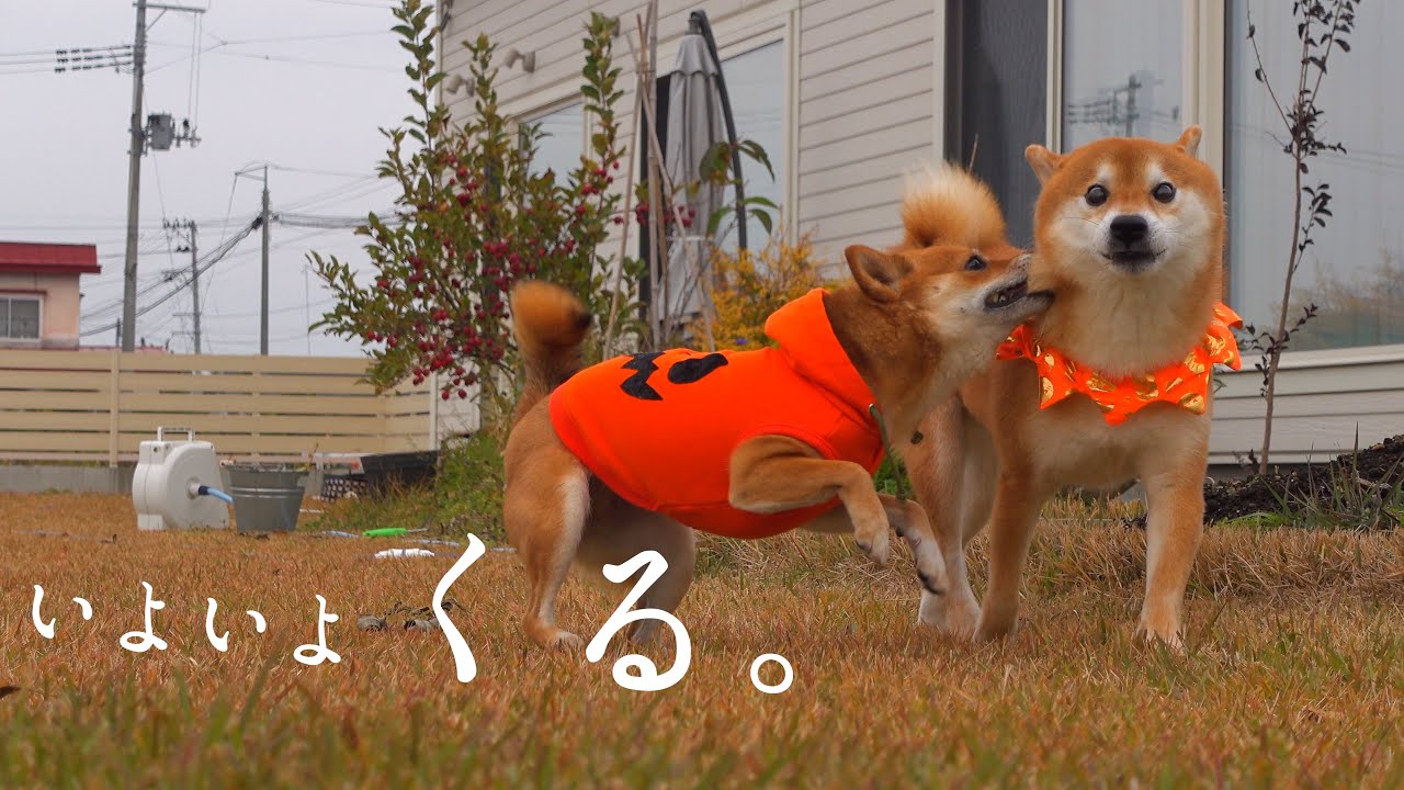 柴犬よ、大雪に備えよ。