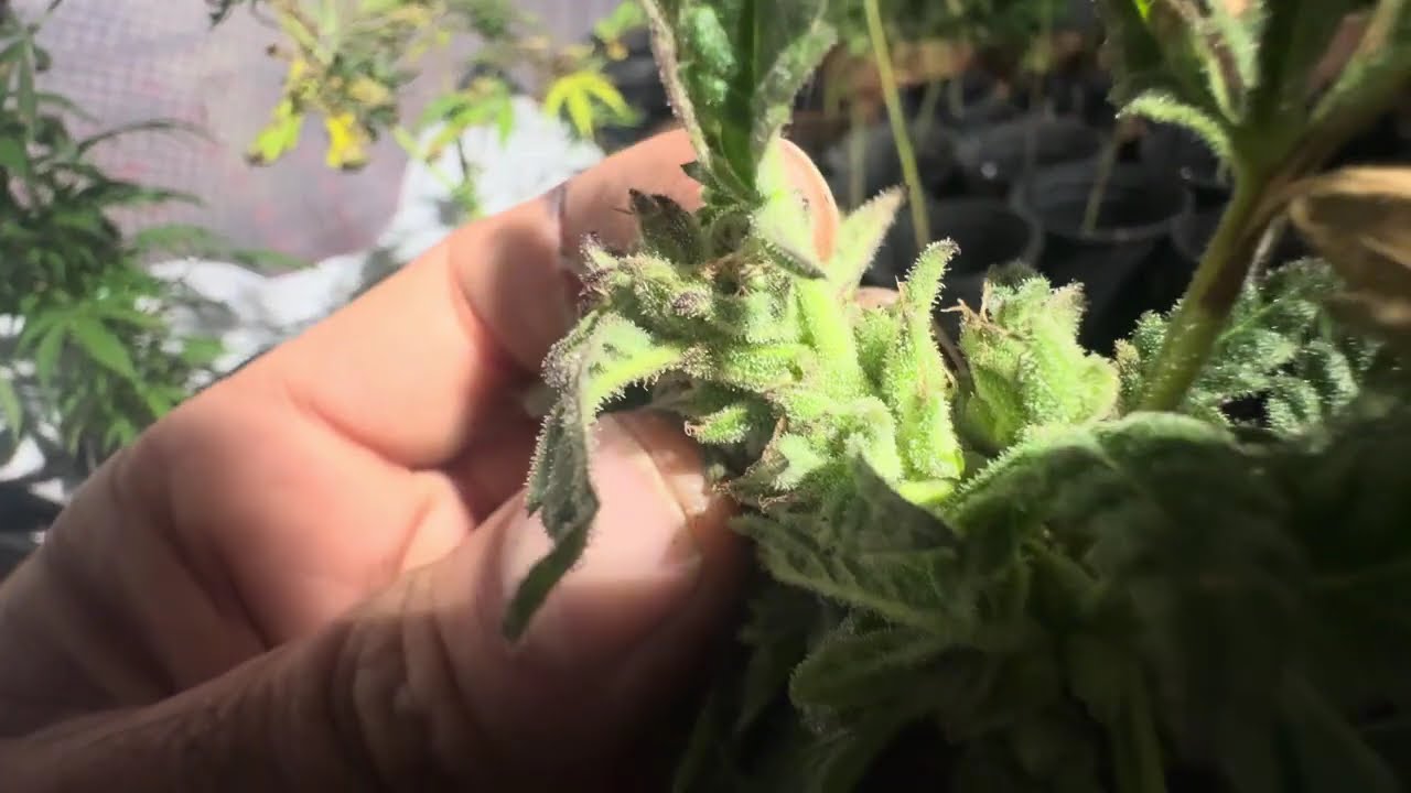 Update Garden tour, Getting ready for Spring 2026