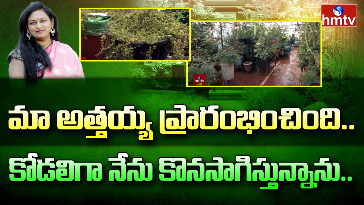 మా అత్తయ్య ప్రారంభించింది.. కోడలిగా నేను కొనసాగిస్తున్నాను.. | Terrace Gardening | Midde Thota |hmtv