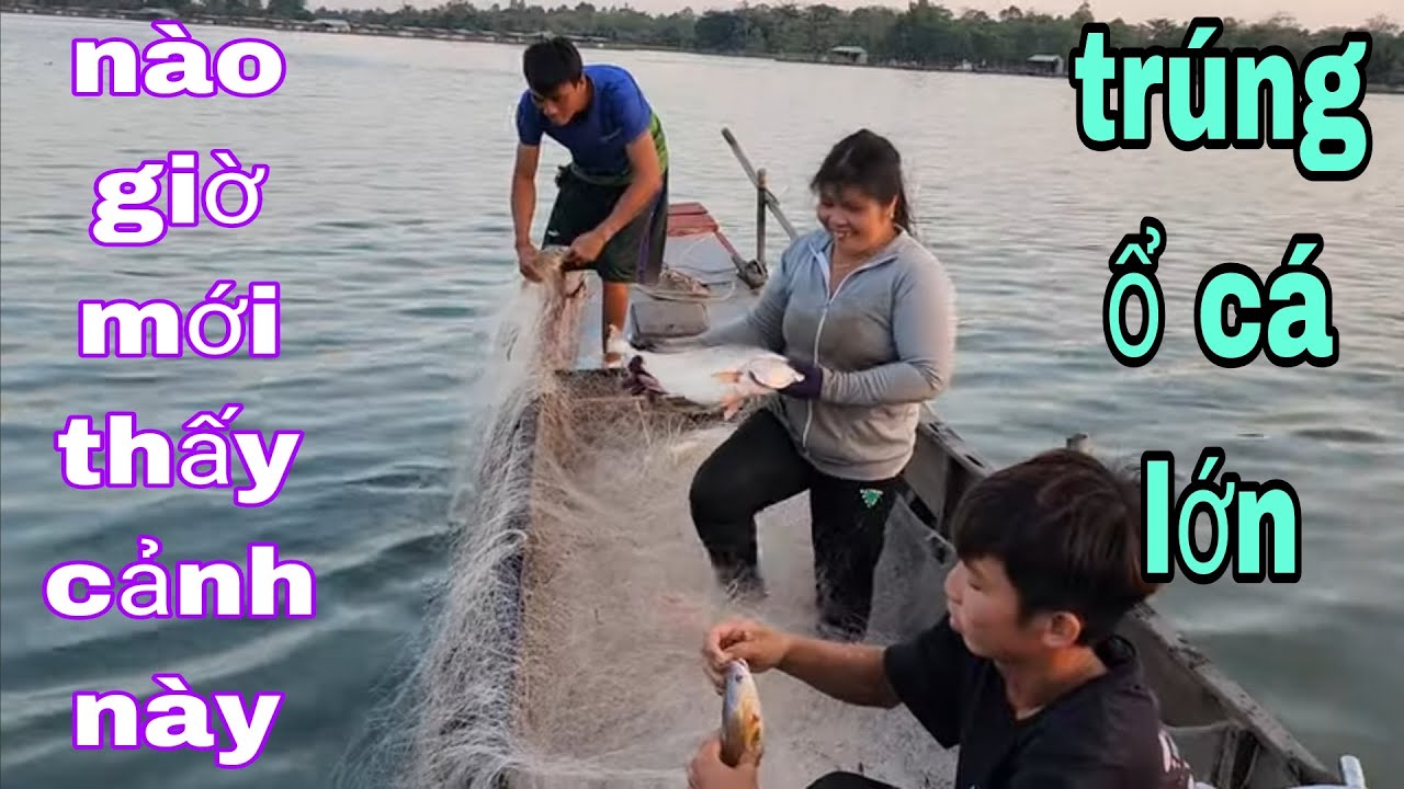 Xưa Giờ Giăng Lưới Mới Thấy Được Cảnh Này Cá Sủ Dính Lưới Gỡ Không Kịp Luôn # SĂN BẮT ĐỒNG THÁP #