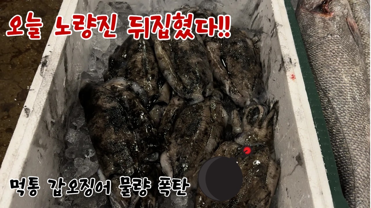 노량진 갑오징어 오늘 왜 이렇게 많아? 먹통 대량입고 실화냐…3월첫째주 노량진수산시장 리뷰!!