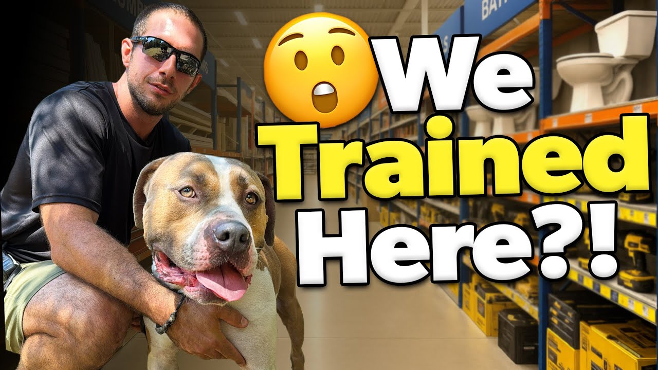 XL Bully Training at LOWE'S! (Full Walkthrough)