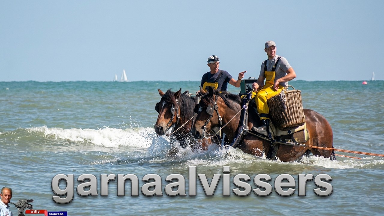 Garnaalvissers te paard in oostduinkerke belgie