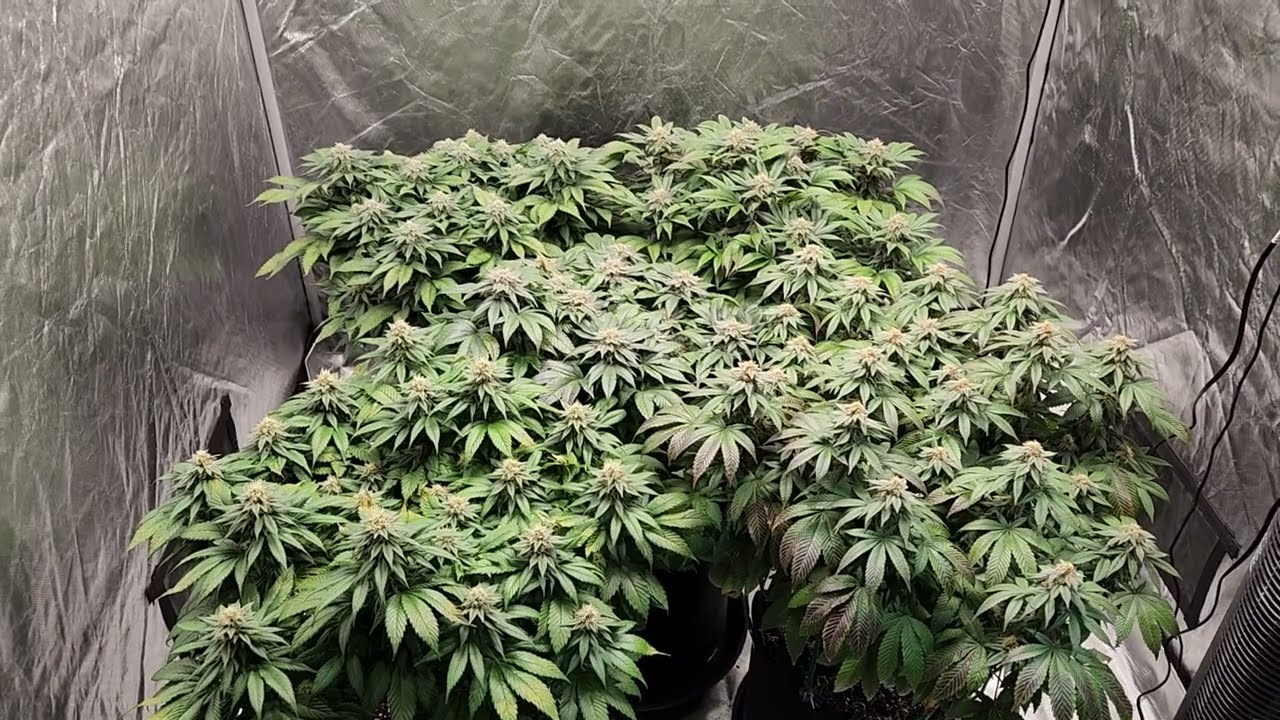 Purple Frost Giant Beginning of Week 7 flower