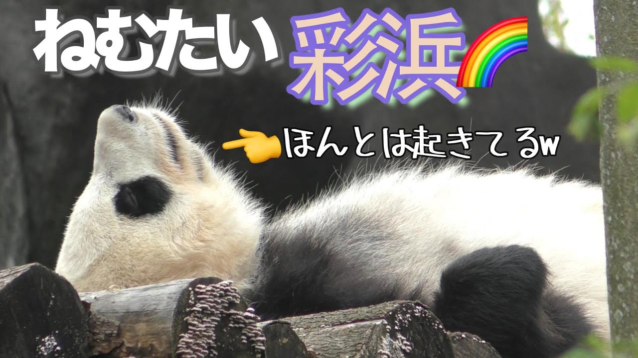 【眠いねん🥱】ほんとは寝てない彩浜さんw🌈逆さ彩神さま✨【まくらが欲しいパンダ】2025成都⑨ Giant Panda -Saihin- ,CaiBang　＃彩浜