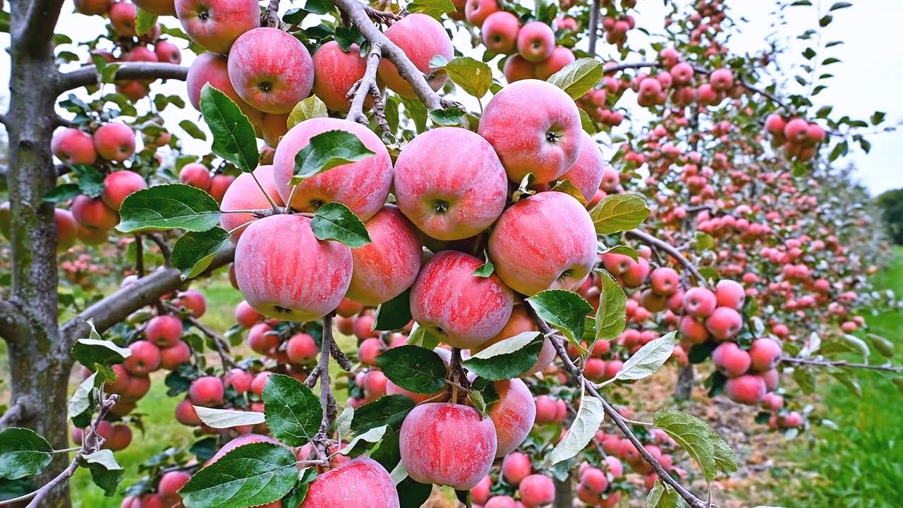 The World’s Largest Apple Orchard With a Scale of 45,000 Hectares Exporting Worldwide