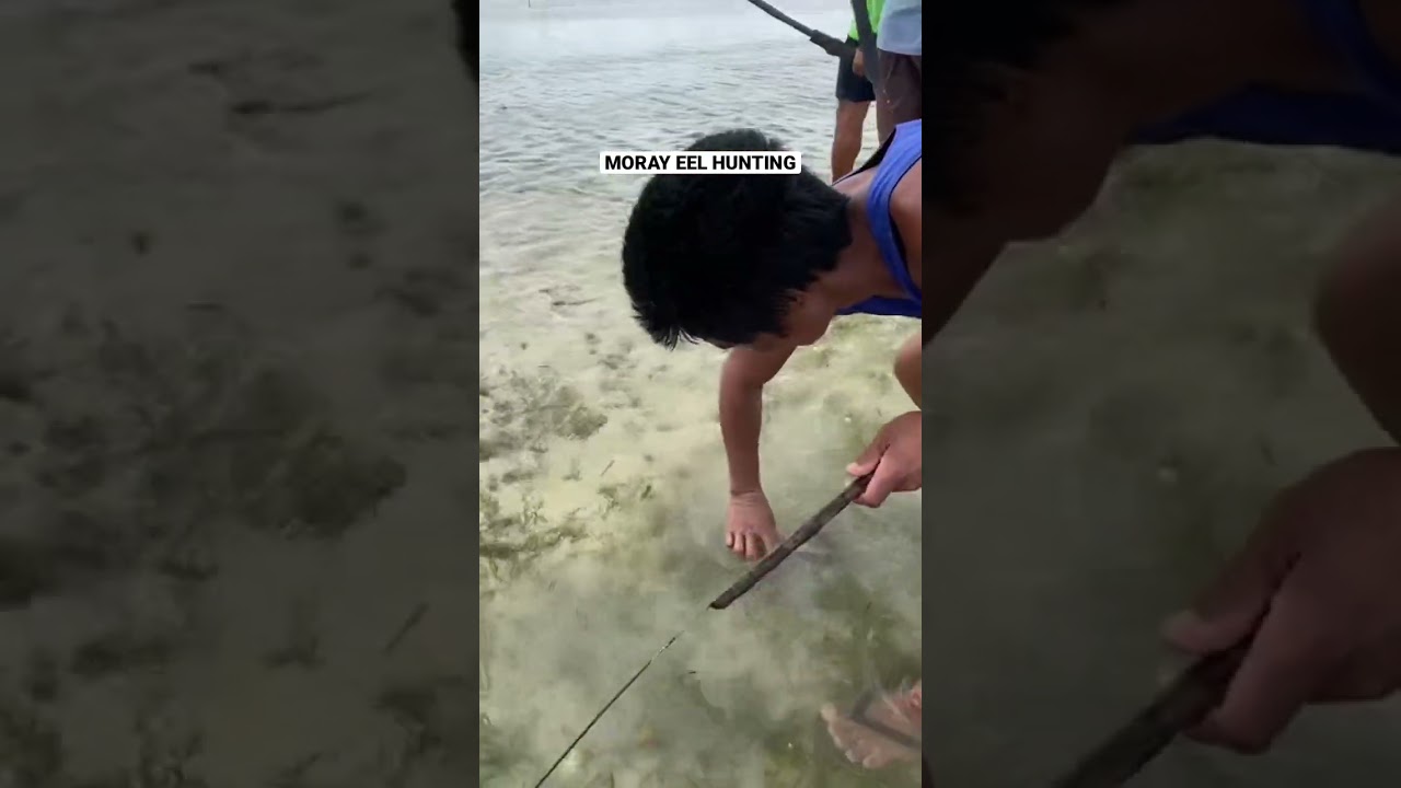 Moray Eel Hunting 