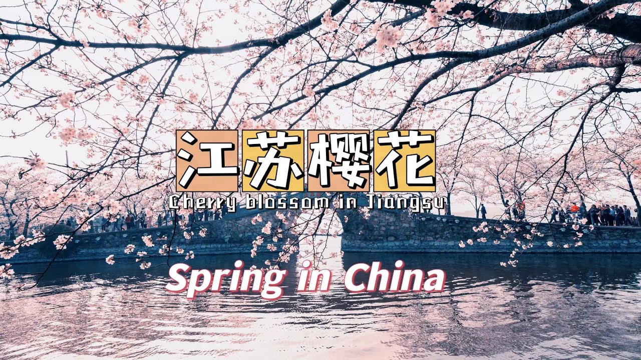 【Spring in China】江苏无锡：太湖樱花如梦似幻/Cherry blossoms in Taihu Lake are like adream