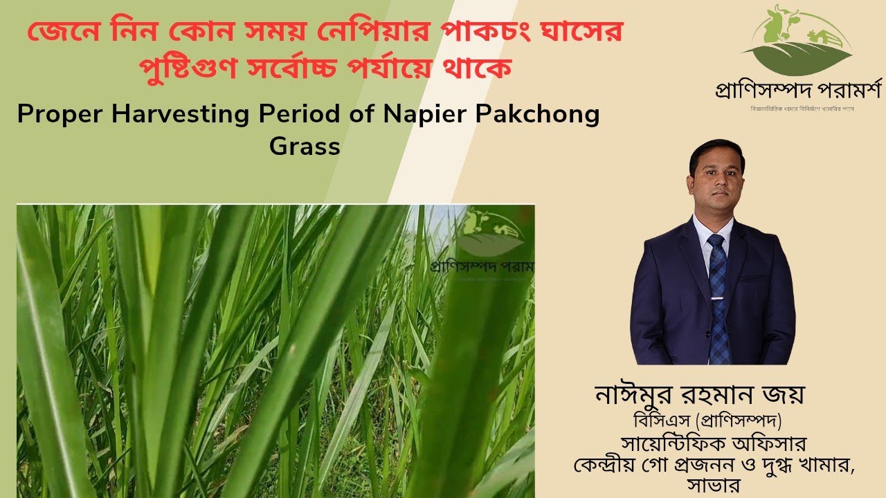 গরুর জন্য ঘাস কাটার আদর্শ সময়। কখন ঘাস কেঁটে গরুকে খাওয়ালে সর্বোচ্চ পুষ্টি পাওয়া যায়। 