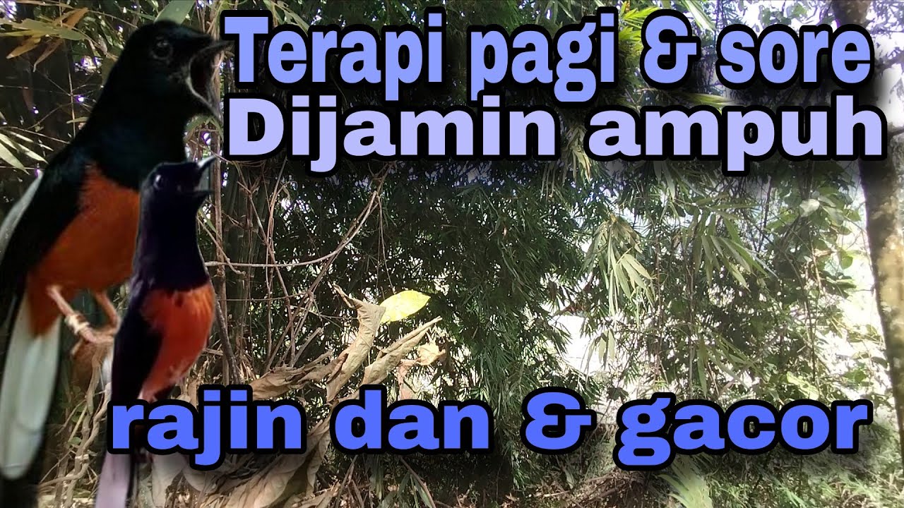 pancingan murai batu AGAR BUNYI jitu untuk JADIKAN murai batu GACOR EMOSI❗