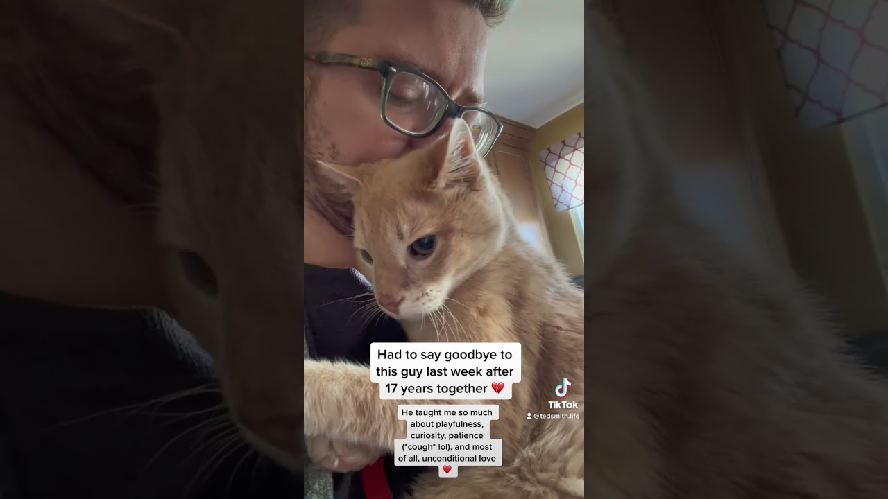 Saying Goodbye to My Cat of 17 Years #unconditionallove #cats #catdad #gaycatdad