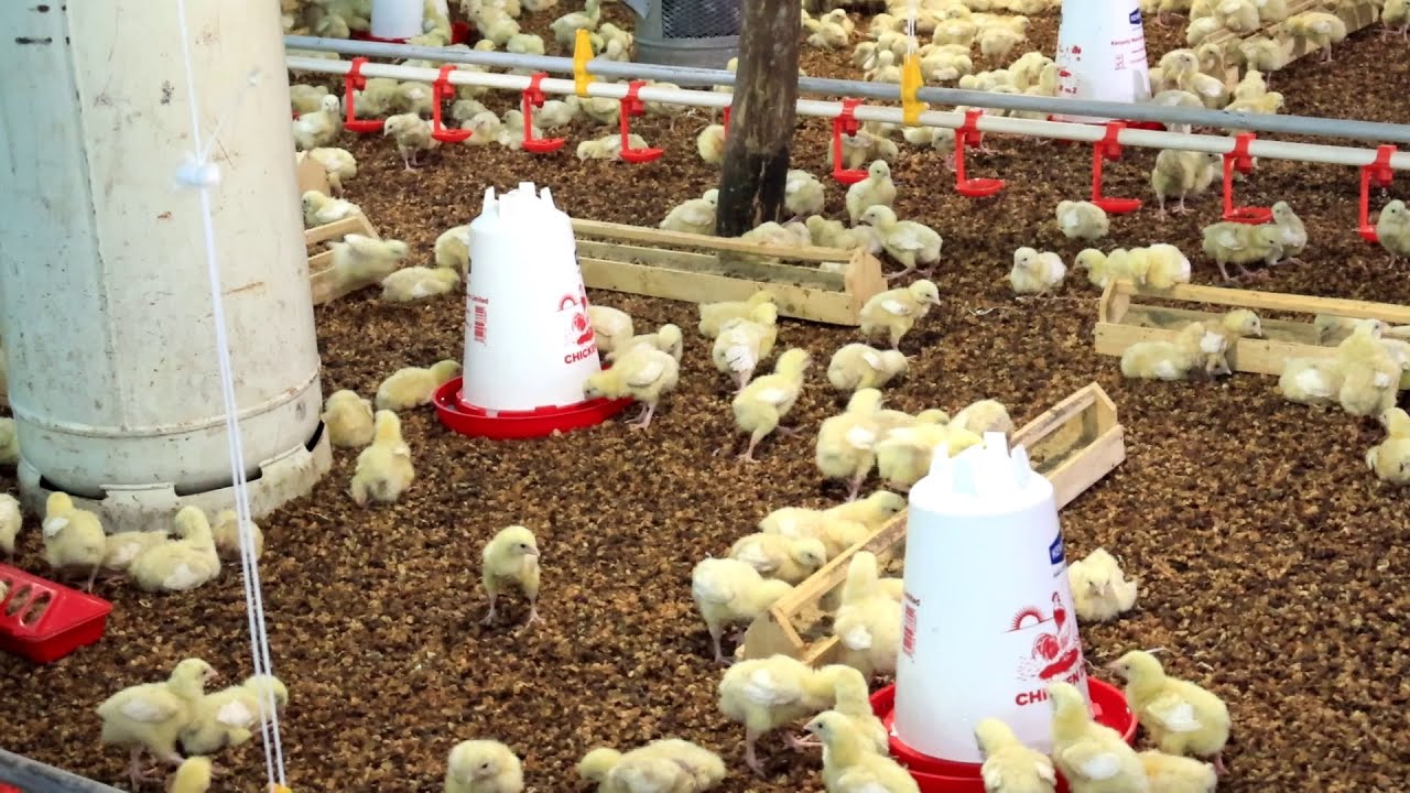 From Day One: Effective Brooder Management to Cut Chick Losses and Make Money