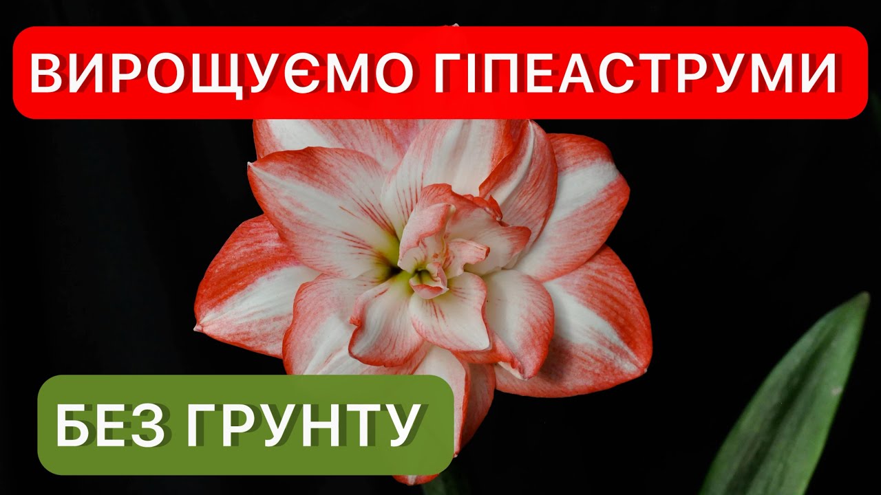 Вирощування гіпеаструмів/амарилісів у воді. Посадка без ґрунту