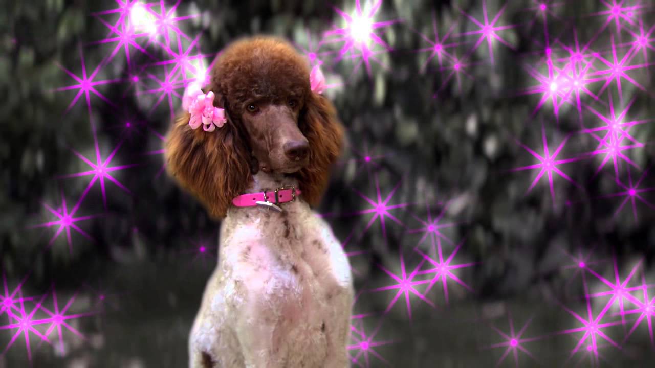 Clip - Stan Falls in Love - Dog With A Blog - Disney Channel Official