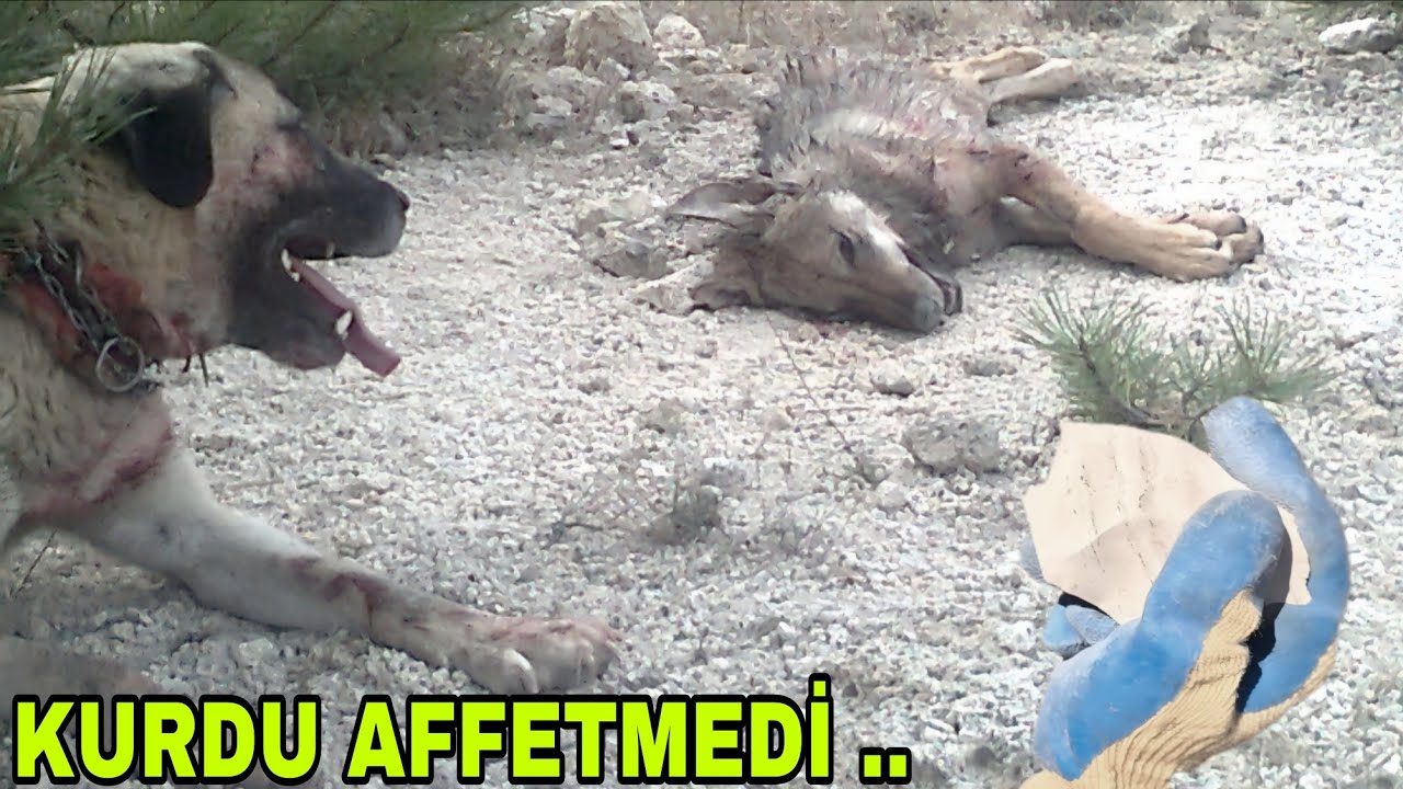 ESKİ ÇOBAN KÖPEKLERİ.13 YIL ÖNCE...KESKİN TAŞLAR 