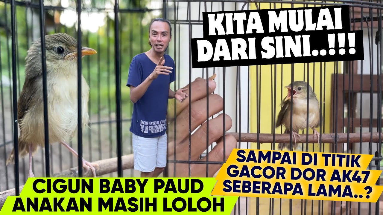 BARU NIH ‼️ YUK KITA MULAI DARI SINI, CIGUN ANAKAN MASIH LOLOHAN SAMPAI JADI GACOR