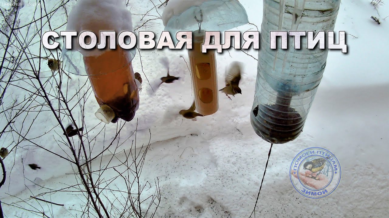 Кормушка для птиц 19 января 2026 года (10)