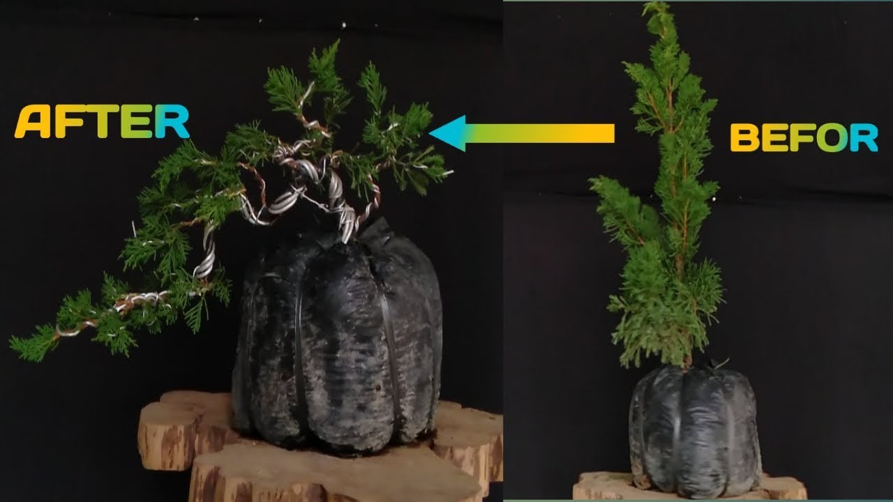 cara cepat membuat bonsai cemara sinensis dibawah 2 jam