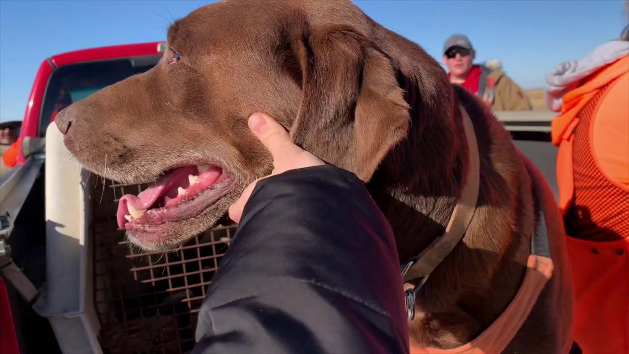 Охота на фазана! США штат Южная Дакота! Hunting for pheasants ! In the Midwest, South Dakota!
