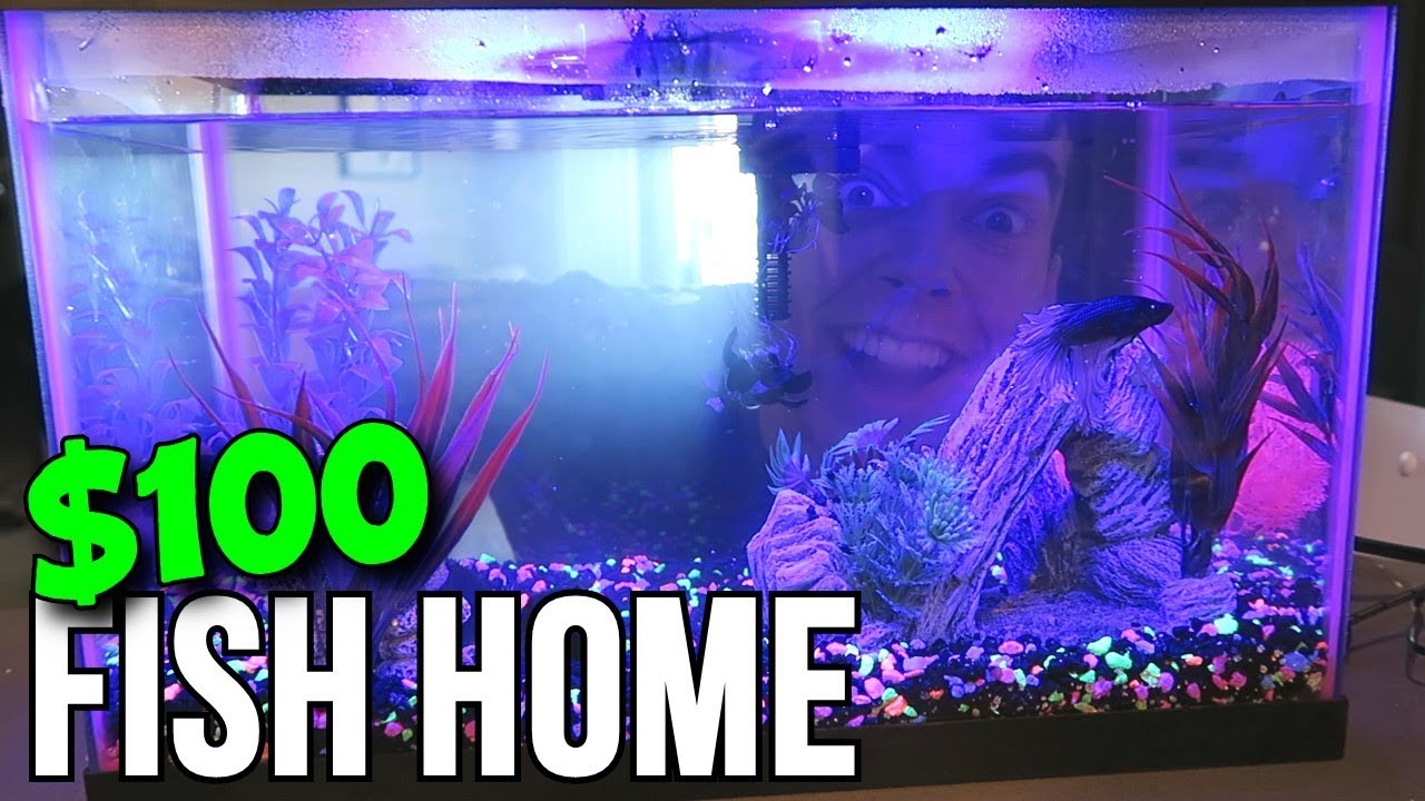 BUYING MY FISH A $100 HOME!