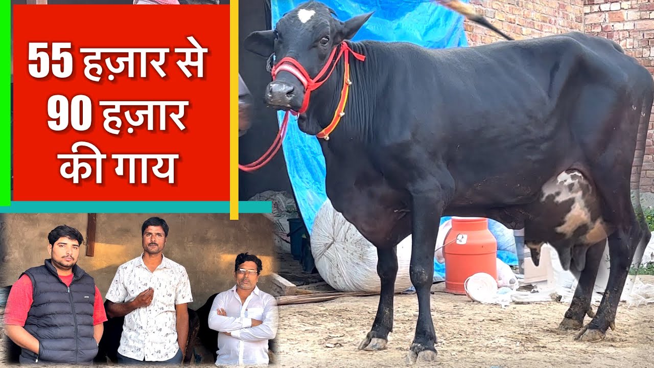 55 हज़ार से 90 हज़ार की 6 गाय ॥ दूध……….. @kulveersidhu8926 #cow #rajusirsa 