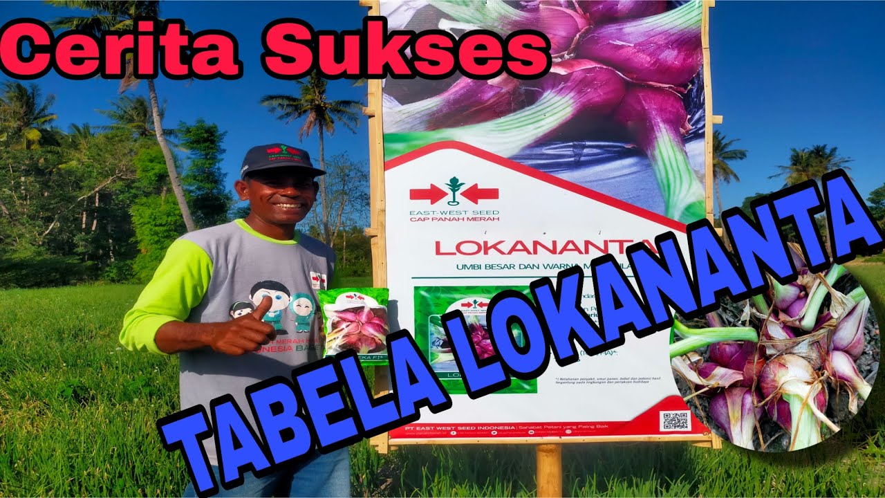 Cerita Sukses Tabela Bawang Biji LOKANANTA !!! TABELA (Tanam Benih Langsung)