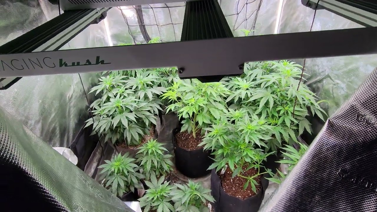 Raging Kush 2.0 and Copycat Genetixx