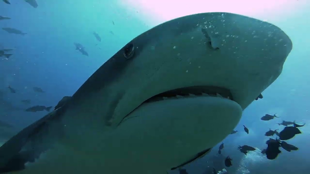 Beqa Lagoon Dive 2