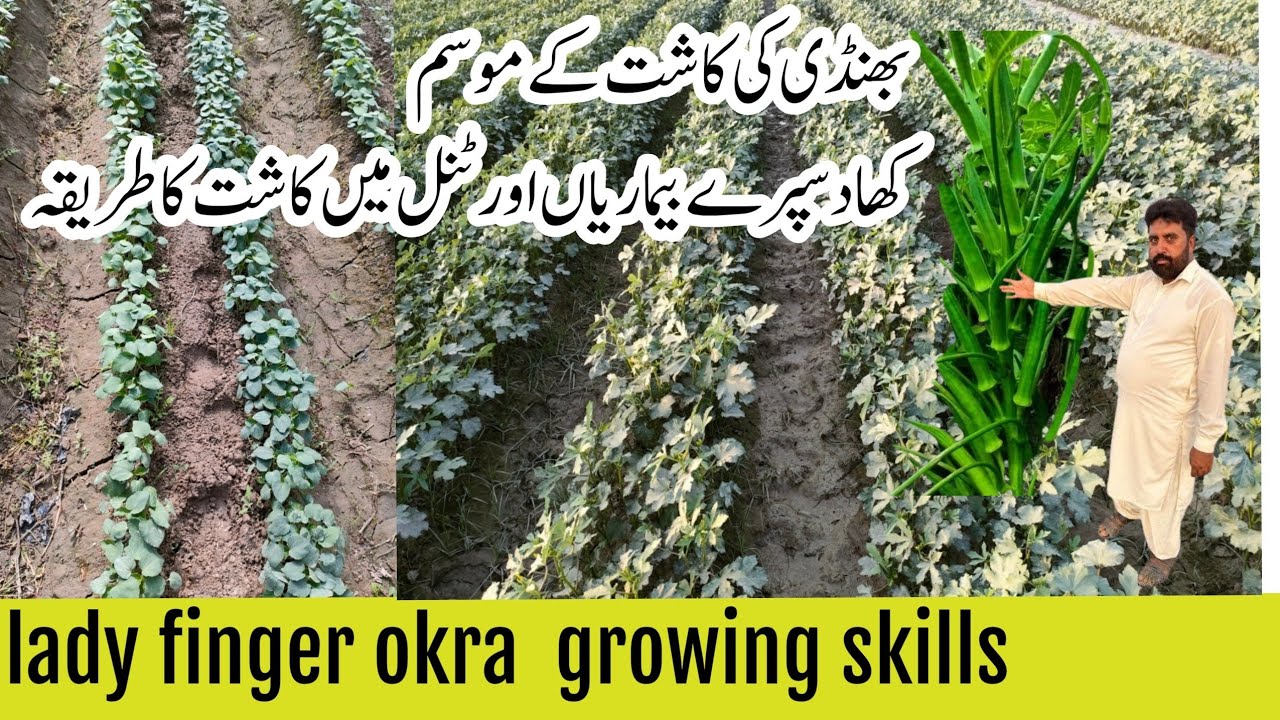 Okra Growing Skills in tunnel | lady finger farming|bhindi ki kashat | भिंडी की खेती | بھنڈی کی کاشت