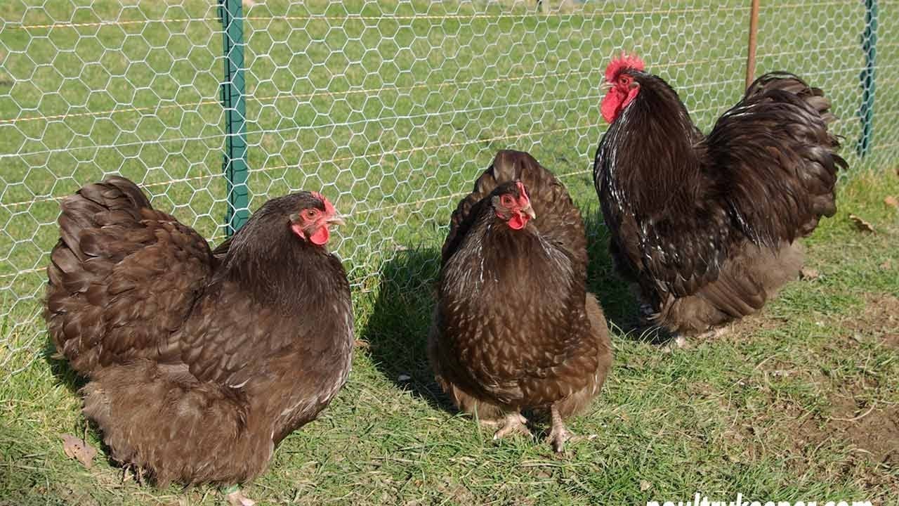black orpington chicken colors || orpington chicken farm || orpington chicken breed || HD1080P ||