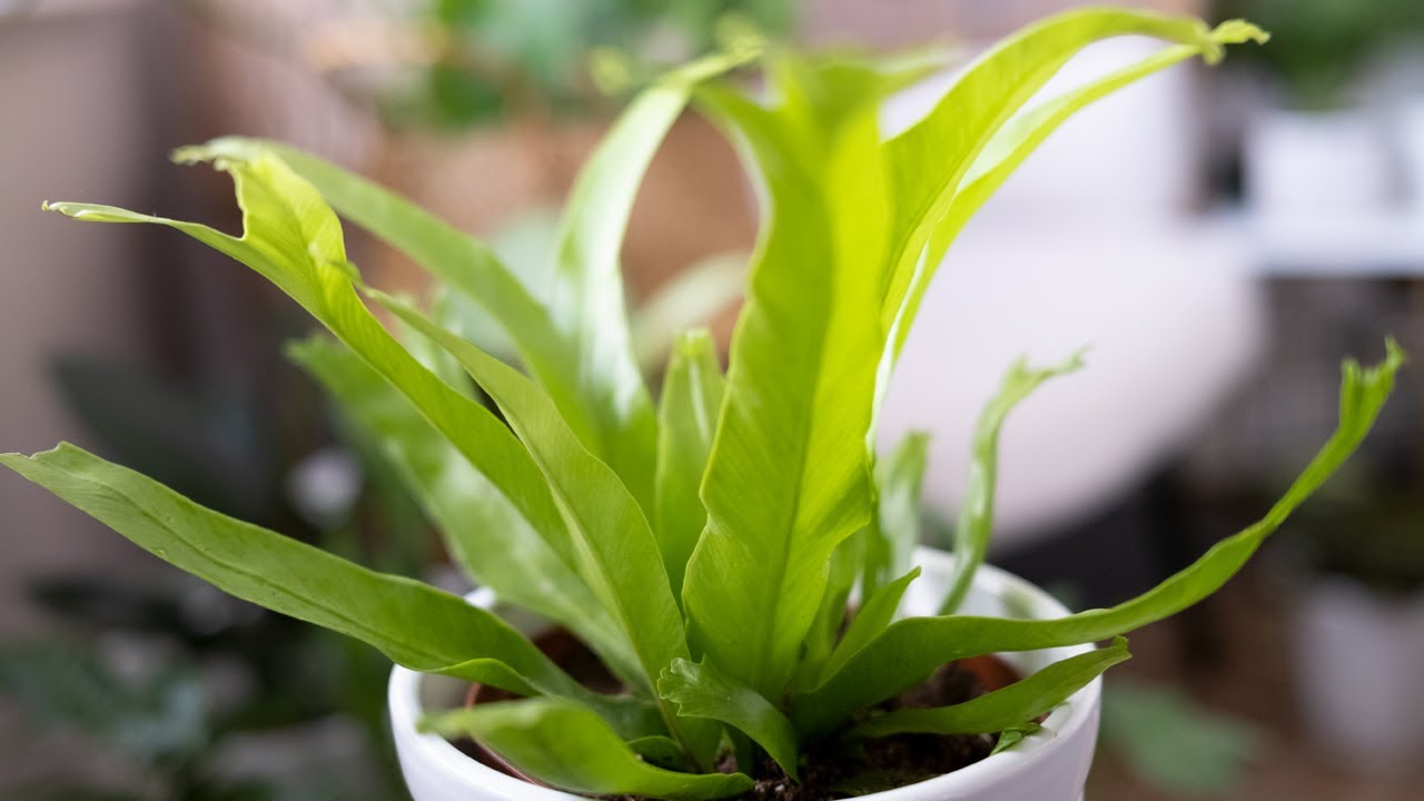 Bird's Nest Fern (Asplenium Nidus) Care & Growing Guide - Plant Mom Care