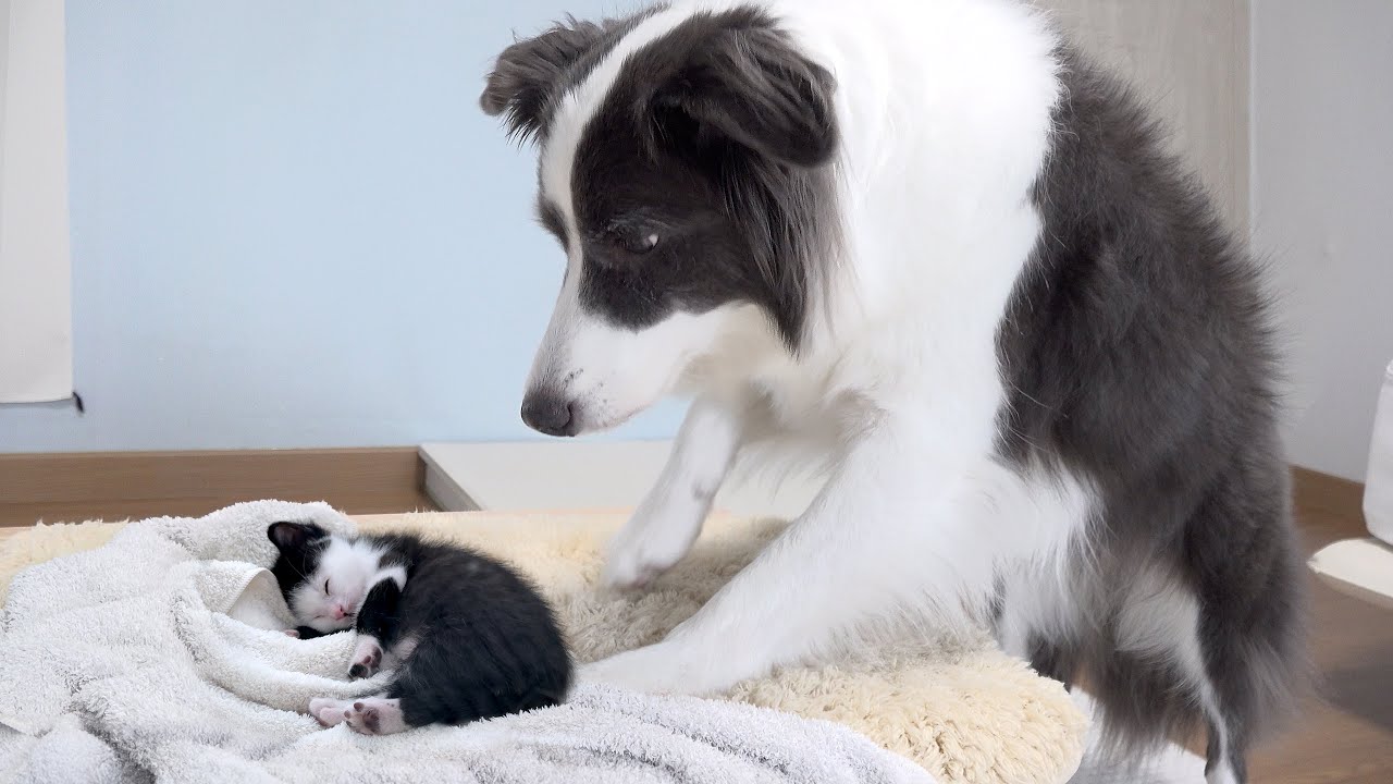This Is What My Dog Does Every Morning After I Rescued the Tiny Kitten