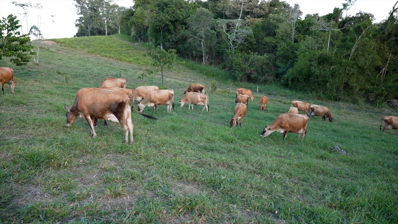 Pecu&aacute;ria leiteira com mais lucro e qualidade