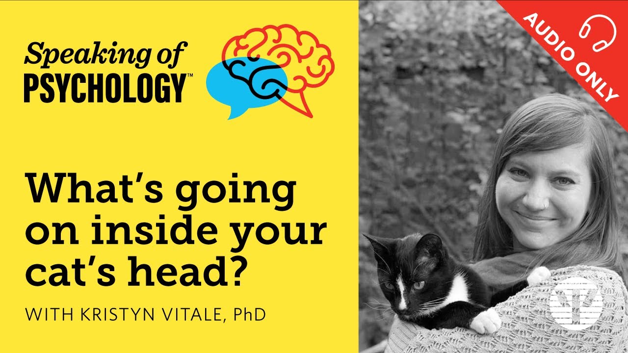 What’s going on inside your cat’s head? With Kristyn Vitale, PhD | Speaking of Psychology