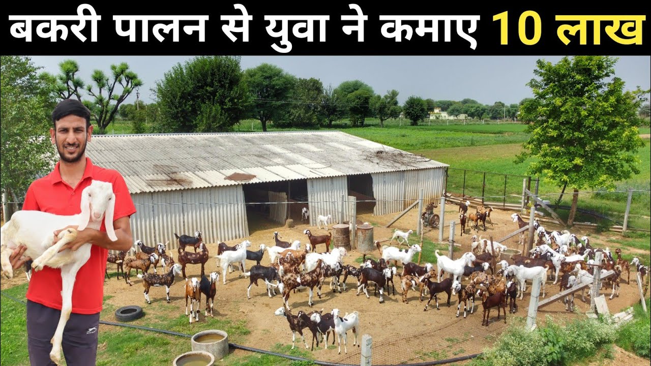 24 साल का ये लड़का घर बैठे Goat Farming से कमा रहा है अच्छा मुनाफा | Goat Farm Tour