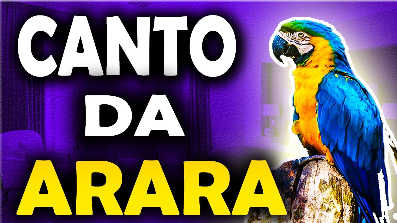 O Canto da arara canind&eacute; som da arara caninde Arara canind&eacute; cantando